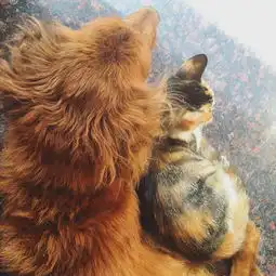 猫和狗可以一起养吗为什么