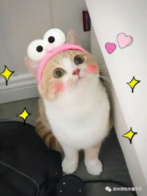 说一说喵星界的表情帝大亨们