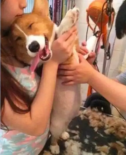 柯基造型千奇百怪,有的剪成蜜桃臀,还有的剪成柯猪