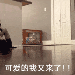 100个沙雕有趣的搞笑表情包