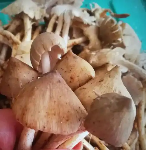 荔枝吃多了,荔枝菌你吃过吗