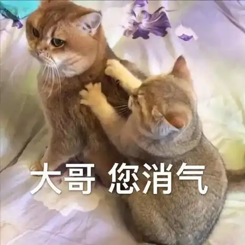表情包不关心,谢谢
