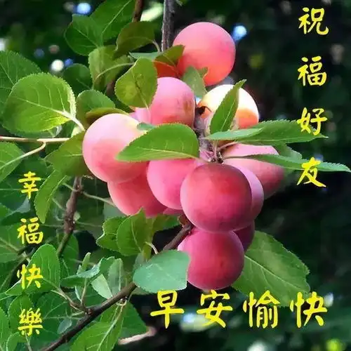 最新周日早安问候语表情包,早上好,天冷了,出去游玩记得保暖