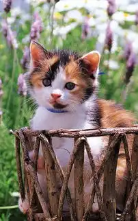 萌猫宽屏手机壁纸下载