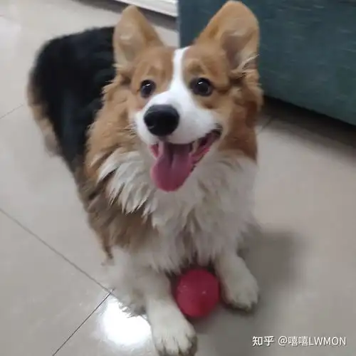 请问柯基嘴边黑毛能退掉