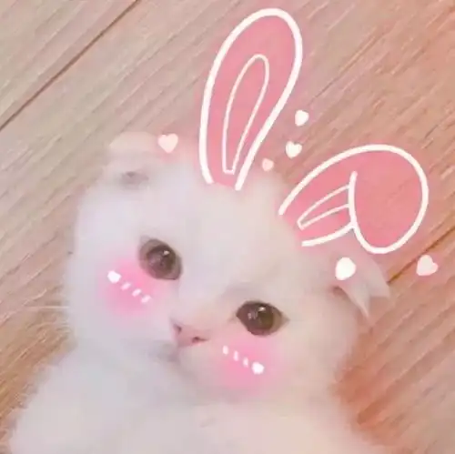 萌系头像和一个心爱的人,养一条狗养一只猫