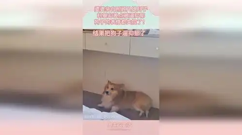 婆婆亲自照顾儿媳月子,柯基却差点被逼抑郁,狗子的表情都失控了