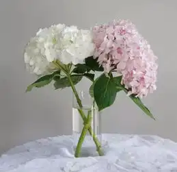 送花啦开平这里有花送
