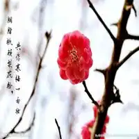 带字的红梅花微信头像微信头像图片大全