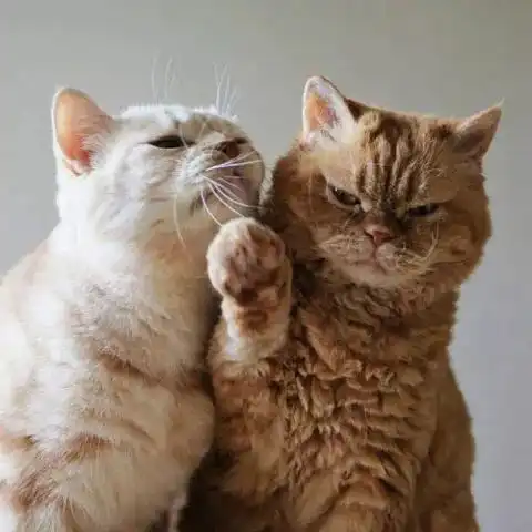 这只猫想要亲另一只猫,另一猫一开始只是委婉拒绝,最后...