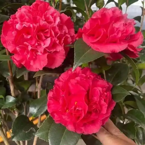 最美的花卉,竟然不是牡丹,它花型巨大如盆,花期长达小半年