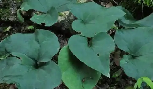 马蹄香属