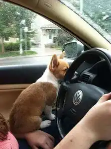 当柯基犬学开车的时候,我已经先笑喷了