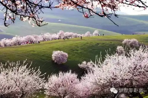 伊犁30000亩杏花谷,航拍美景被震撼到了