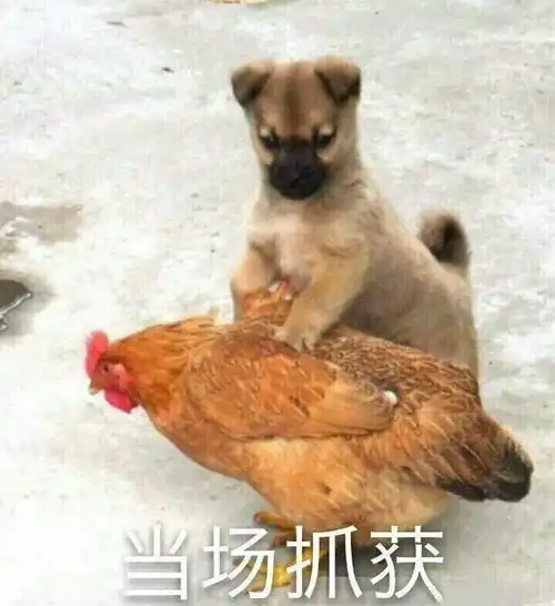 还有谁不知道那个南方姑娘是本组挑货嘛