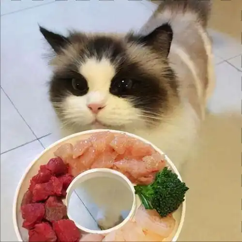 养猫忠告这些食物不要经常喂,会导致猫咪生病