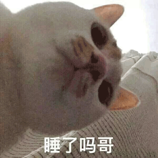 辟谣猫咪喜欢睡觉才不是因为懒,大多数时间也没有真睡着