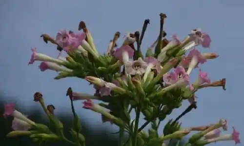 卷烟规格数是什么意思