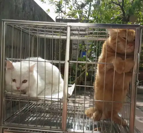 猫咪的可爱姿势