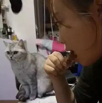 猫咪看见铲屎官在啃骨头,想去拿,被发现后,猫咪的反应太可爱了