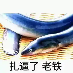 新一代网红大pk皮皮虾跟大黄鳝究竟谁能稳坐网红宝座登上动物生巅峰金馆长表情每日推送,妈蛋表情网