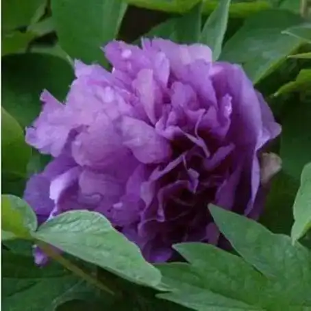 早上好,今天是正月初八88朵富贵牡丹花送给我的朋友圈