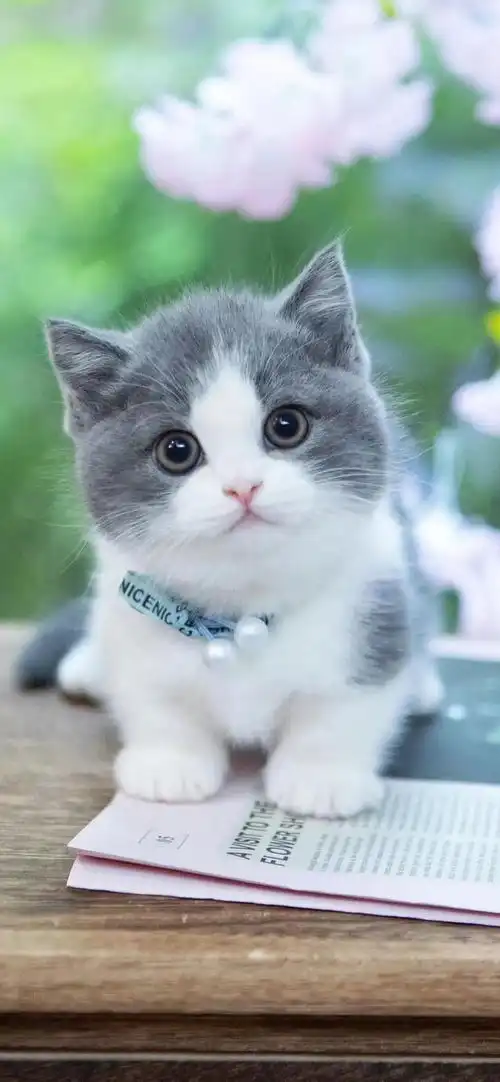 去看一场绚烂的烟花去逗一只可爱的小奶猫壁纸