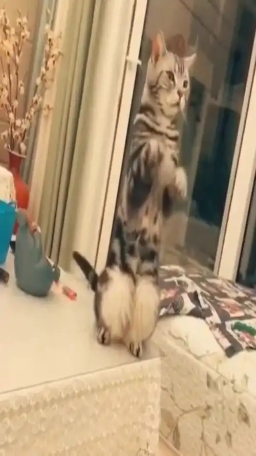 猫咪站在桌子上模仿招财猫,眼神真是太可爱了,和配乐太配了