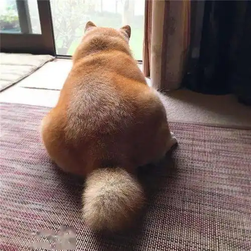 岁月是把杀猪刀,5年柴犬变柴猪,像不像减肥不努力的你