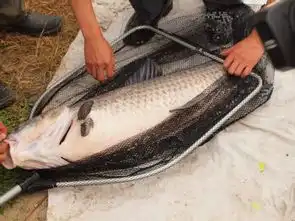 在河里钓鱼钓到大鱼装到网里面大鱼的图片