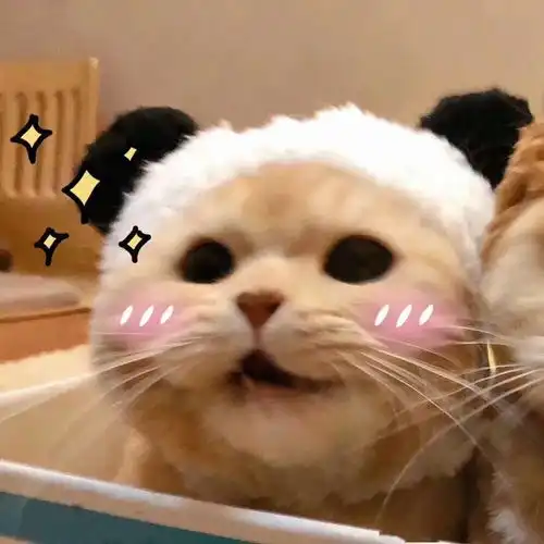 今日精选宠物头像