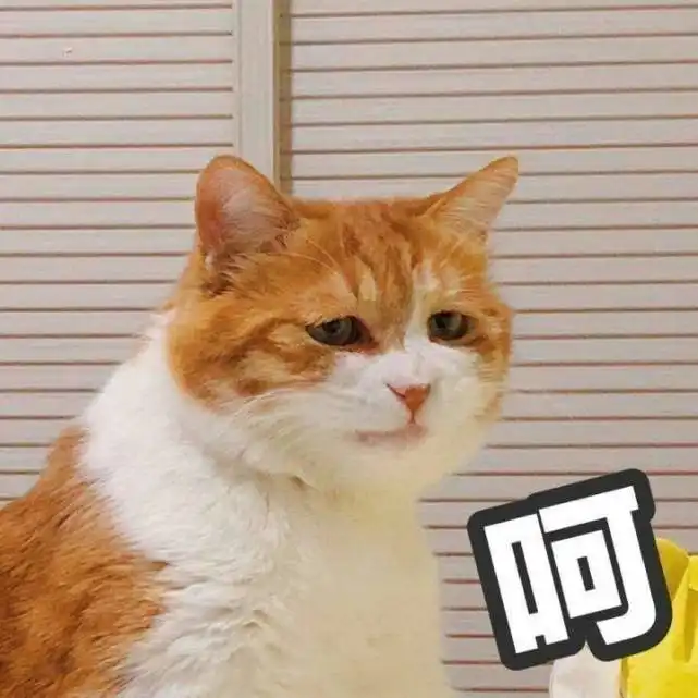 我家的猫4个月了,还不会铲屎,宠物医生说你的猫天生弱智