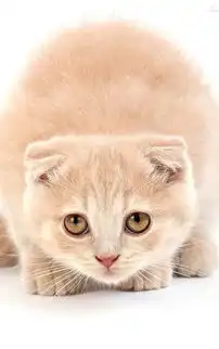 萌猫宽屏手机壁纸下载