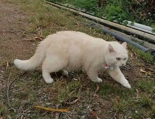 小猫卖西瓜走红网络,不买瓜不给好脸色,这猫老板脾气不行呀