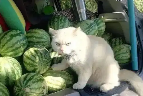 猫咪帮主人卖瓜,看到猫咪的表情笑喷你这么凶,谁敢买你的瓜