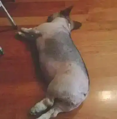 柯基剪成了哑铃,松狮硬是被剪成了考拉金毛