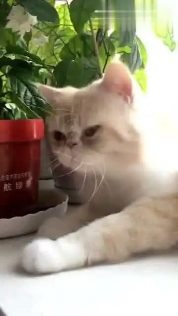 喵喵的表情好萌,旁边大姐的配音也很搞笑