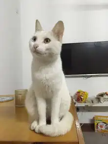 我养的两只猫.,觉得哪个比较可爱