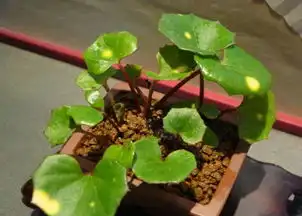上海植物园