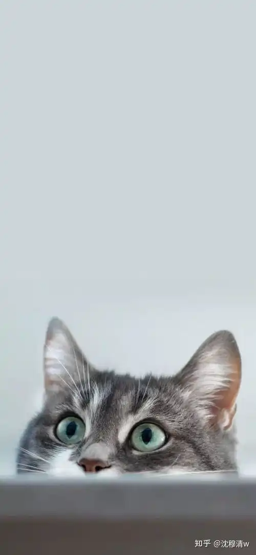 猫咪壁纸快进来吸猫辣炒鸡超级可爱的猫猫