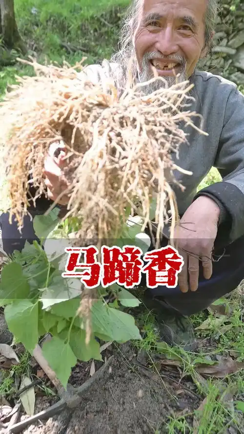 深山里遇到这样叶似马蹄,味如丁香的野生药材,根叶皆可用