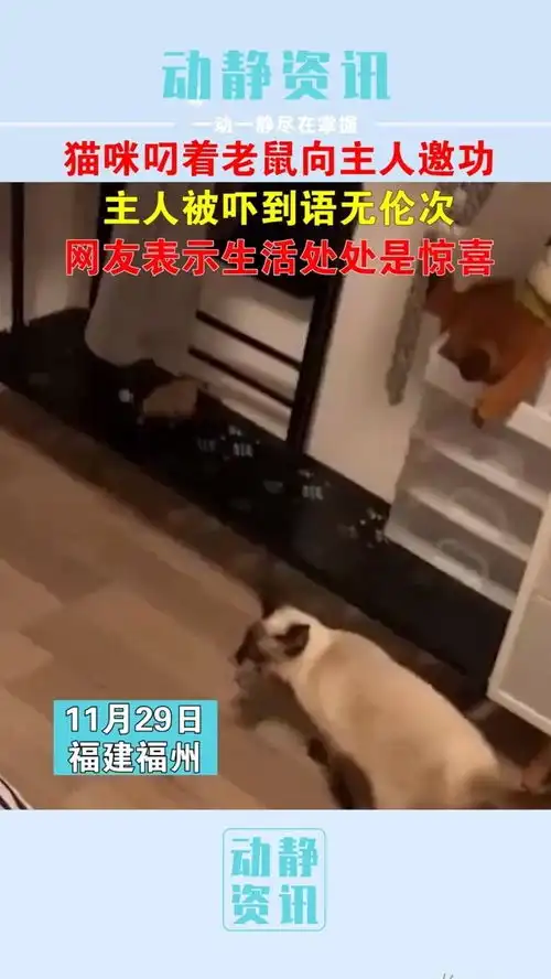 猫咪叼着老鼠向主人邀功,主人被吓到语无伦次,网友表示生活处处是惊喜神操作意不意外可爱萌宠神奇动物在抖音