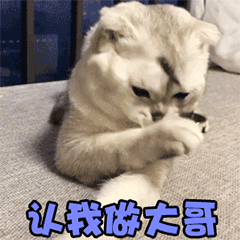 表情包猫咪搞笑可爱的表情