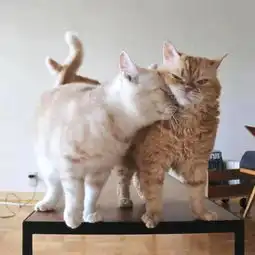 猫妹抱着猫兄撒娇卖萌蹭个没完,傲娇猫哥哥好无奈,妹控脸萌翻了