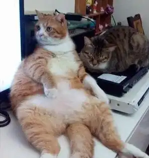 橘猫一身幸福肥,体型轻松挡住半块屏幕,不愧是奶奶养大的猫