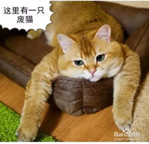 最近很红的橘猫应该是一种猪