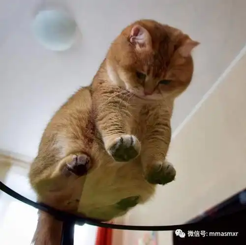 这样的喵星人抱着肯定很满足
