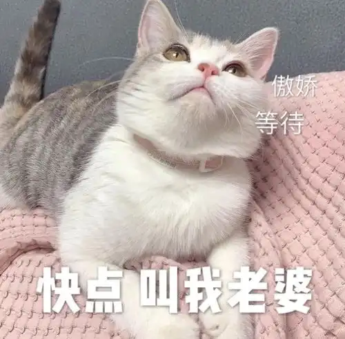 和对象聊天用的可爱表情包