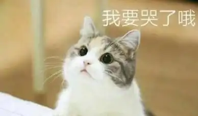 一组敲可爱的喵咪表情包