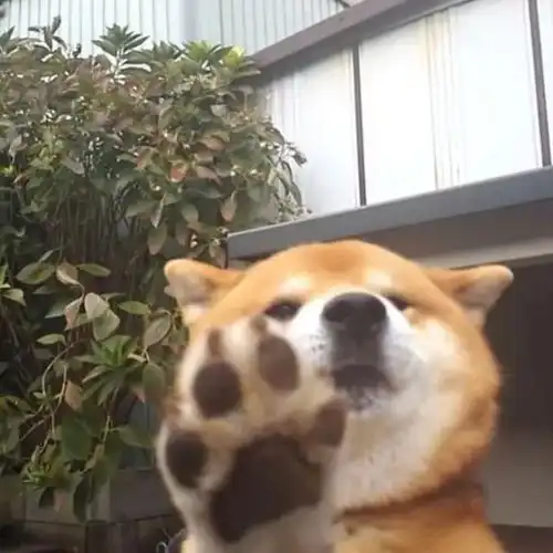 我穿过人潮街道却做不了你怀里的猫